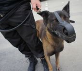 conducteur de chien rabat maroc